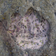 One of about 50 footprints found on the Isle of Skye, this impression belonged to a four-legged sauropod.